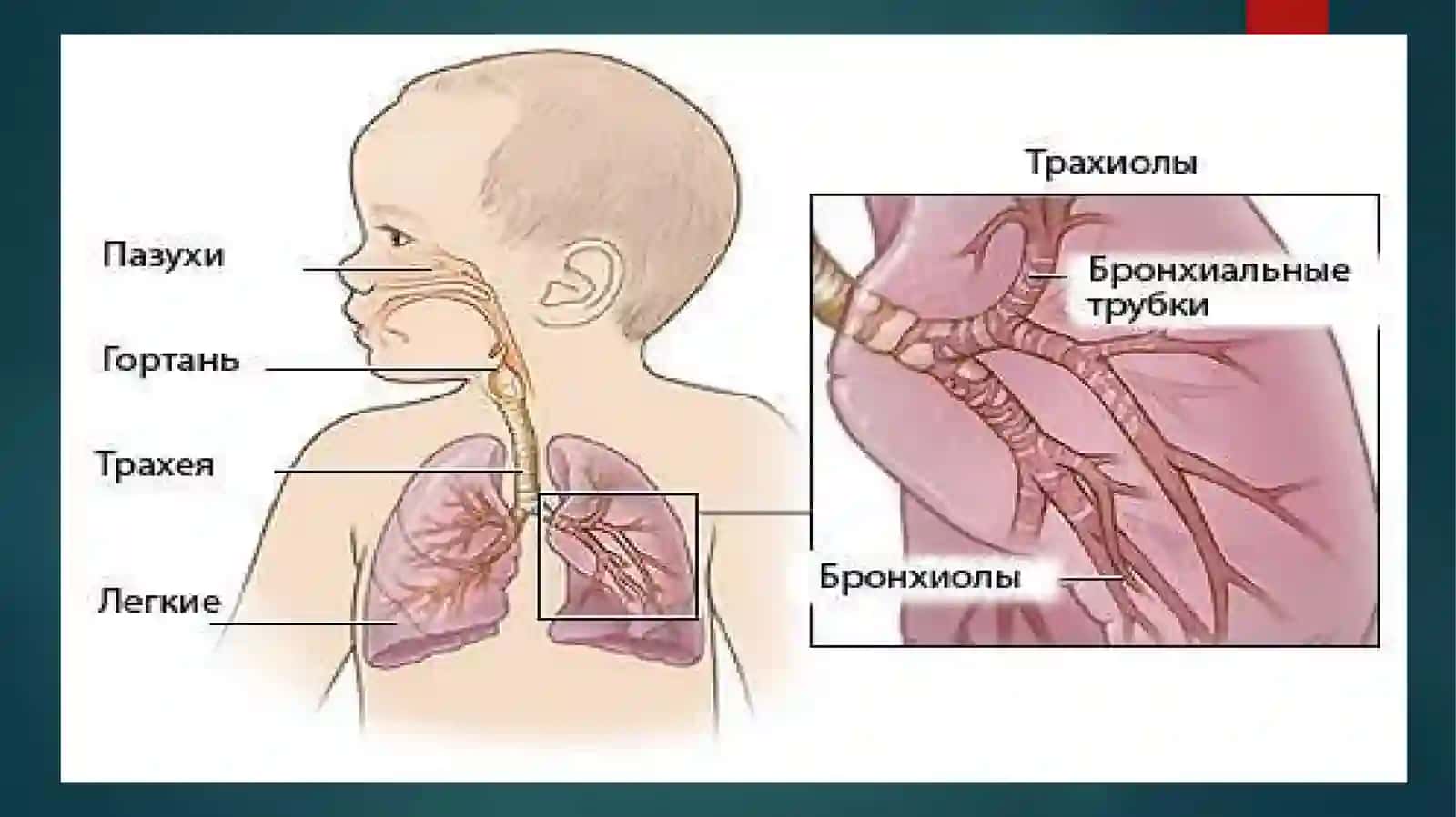 BOLALARDA O'RTA VA PASTKI NAFAS YO'LLARINING ANATOMO-FIZIOLOGIK XUSUSIYATLARI 3