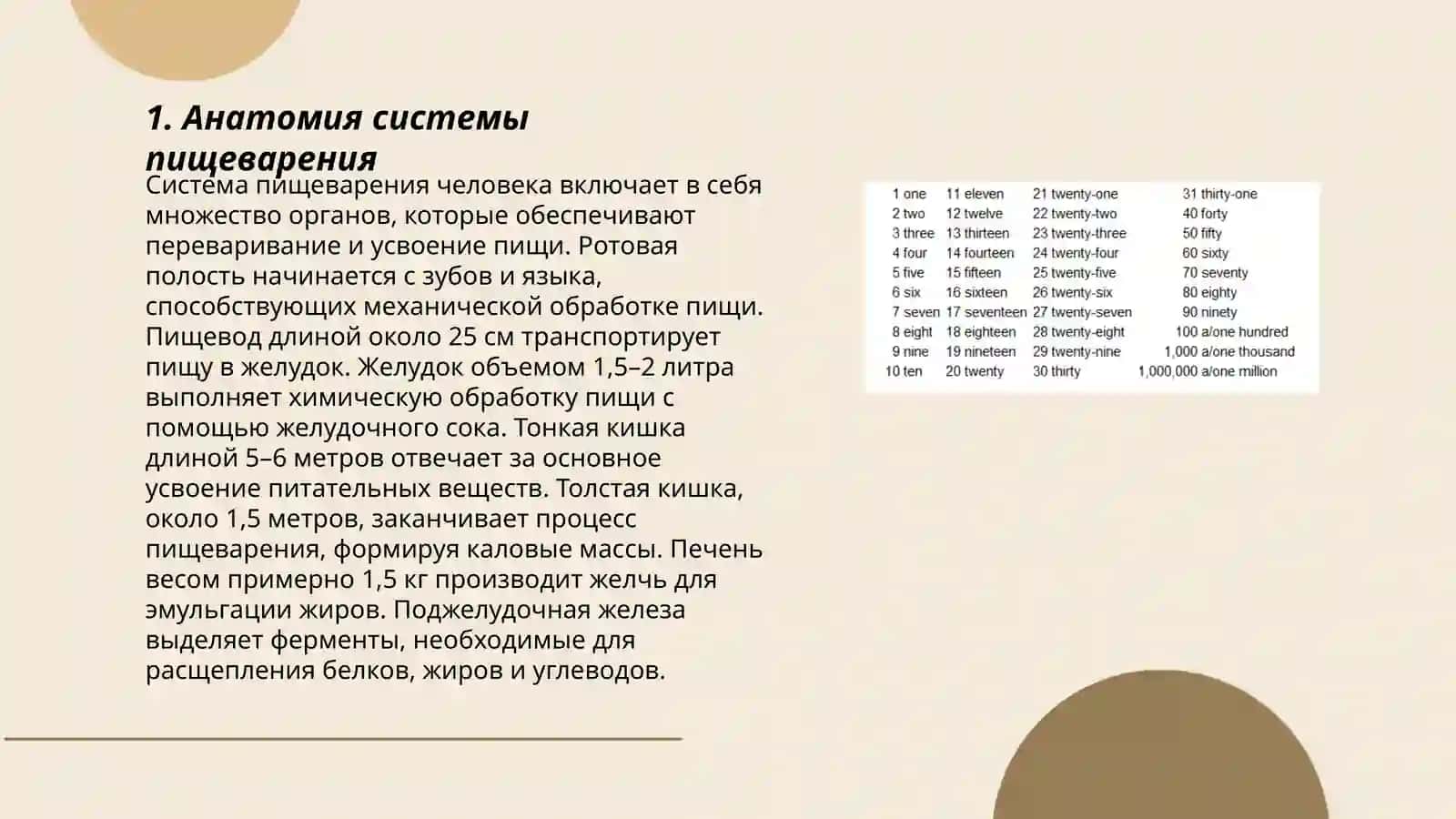 Система пищеварения 3