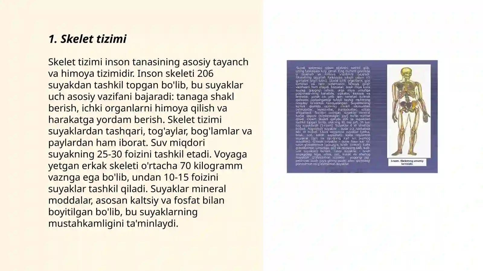 Skelet tizimi 3