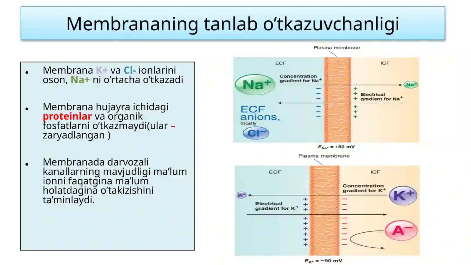 Fiziologiya 3