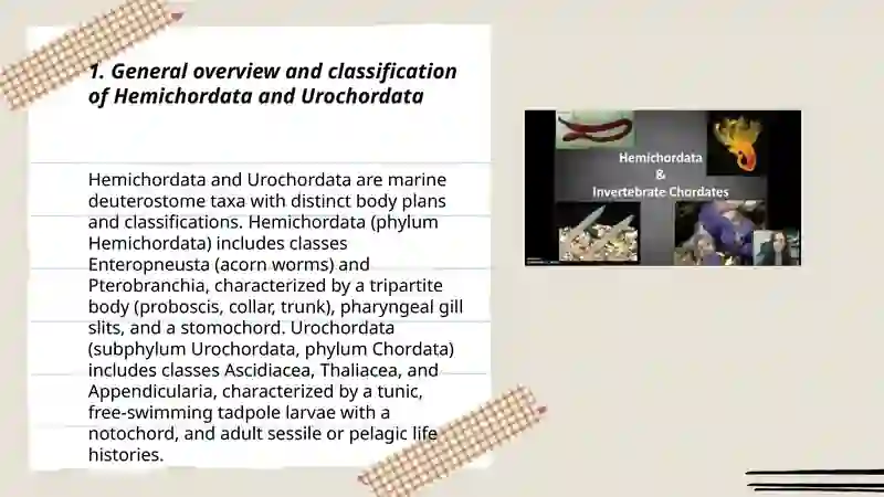 Subphyla Hemichordata and Urochordata 3