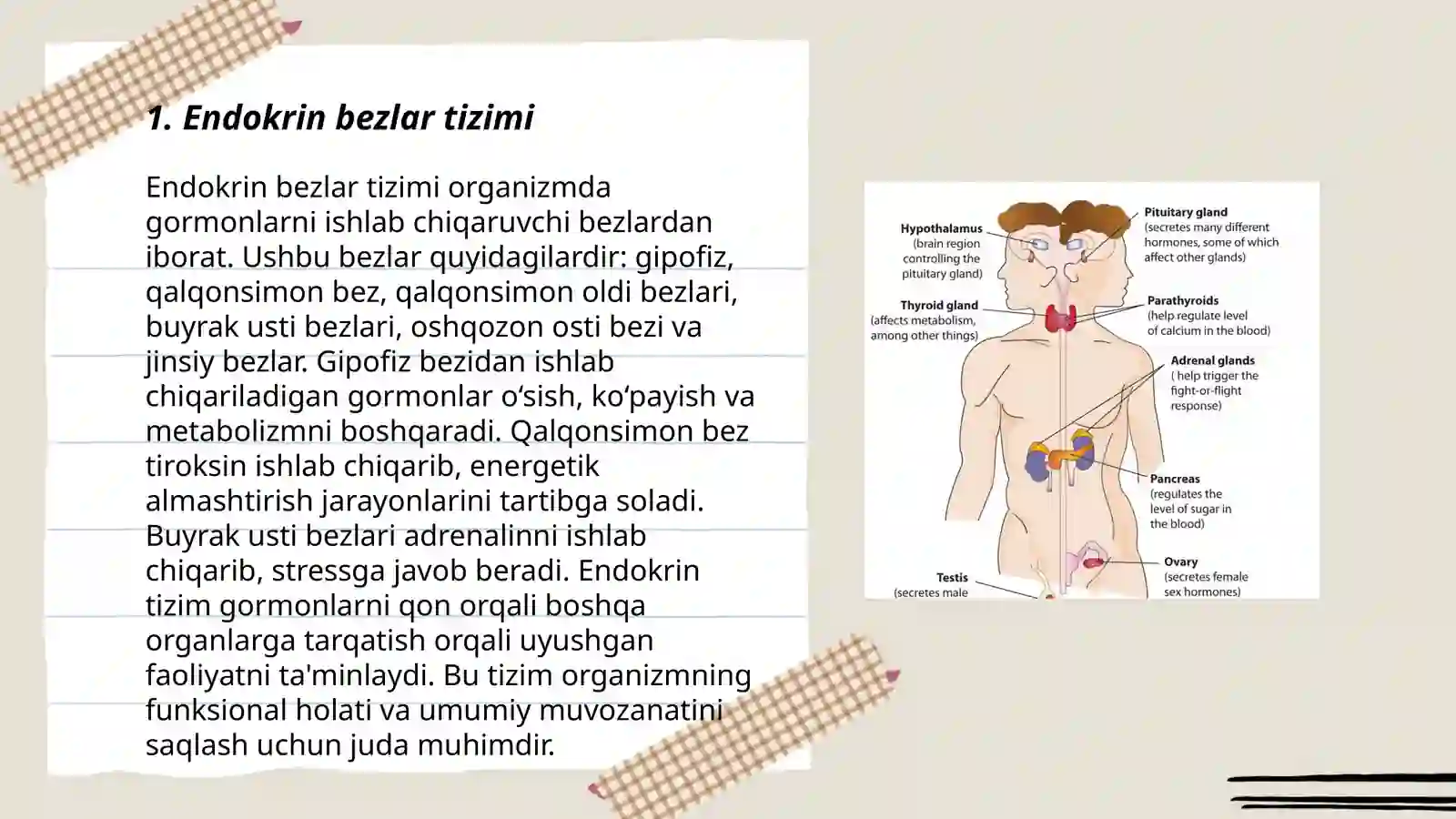 Endokrin bezlar tizimi 3