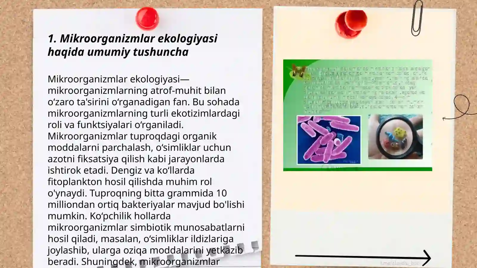 Mikroorganizmlarning ekologiyasi, suv, havo, tuproq mikroflorasi 3