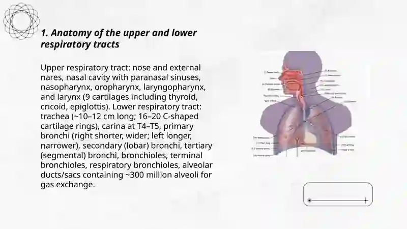 Body systems.Respiratory system 3