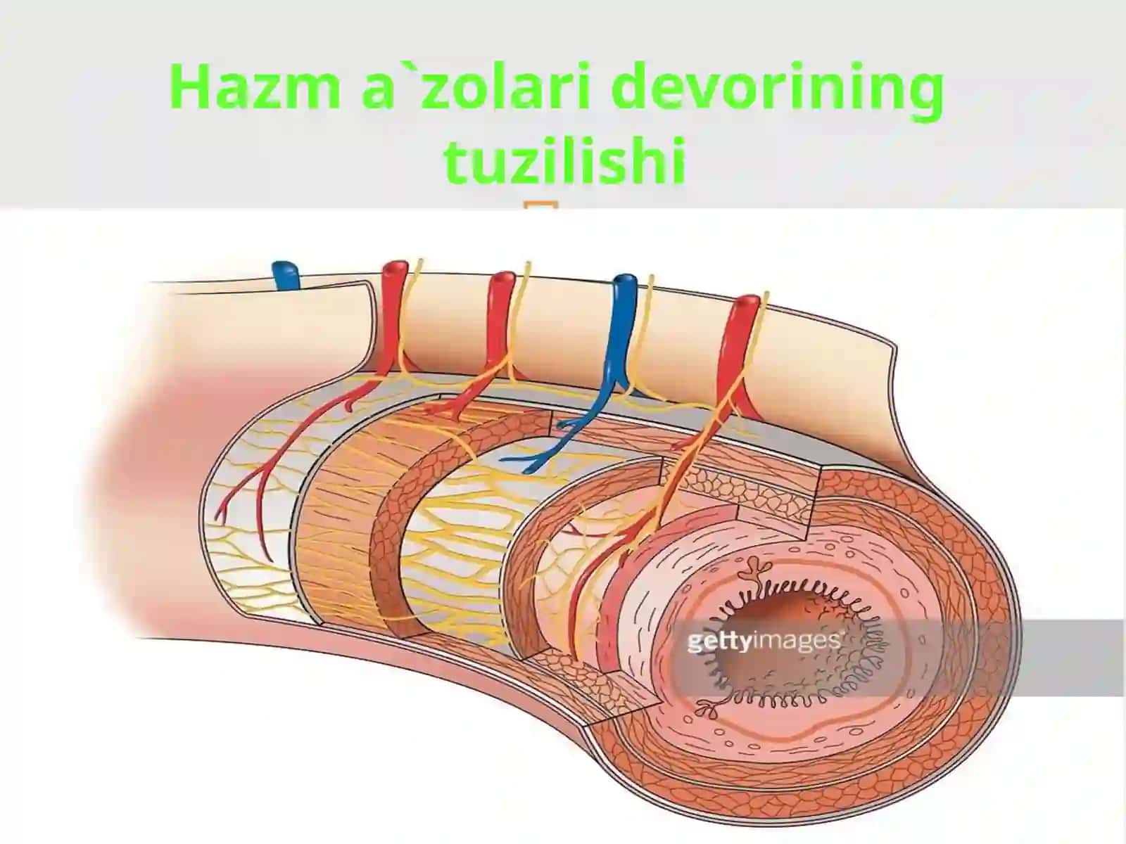 Splanxnologiya Ichki a'zolar haqida 3