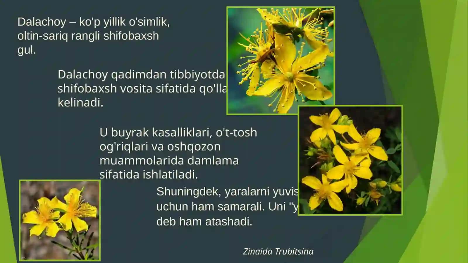 Dala choyi (dalachoy) dorivor o'simligining mavsumiy kasalliklarda qo'llanilishi 3