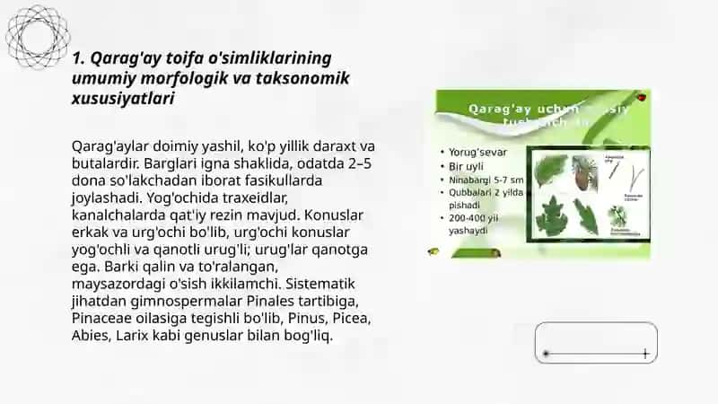 Qarag'ay toifa o'simliklarning dorivorlik xususiyatlari bilan tanishish va tahlil qilish 3