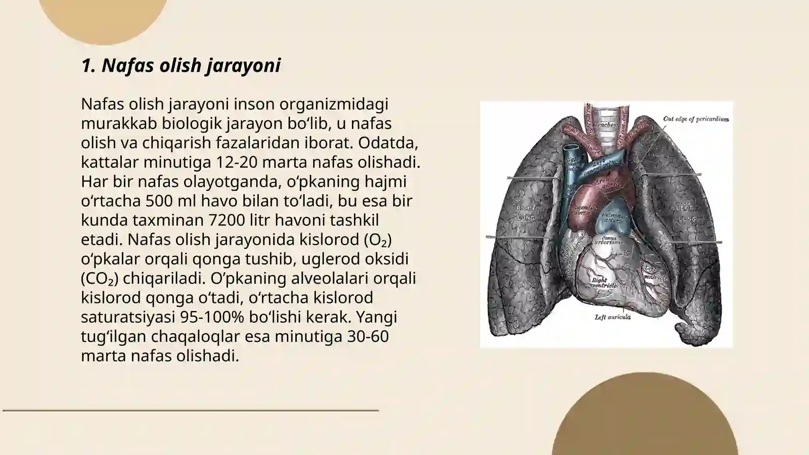 Nafas tizimi.Burun bóshliĝi,halqum,hiqildoq,kekirdak,ópka va bronxlar 3