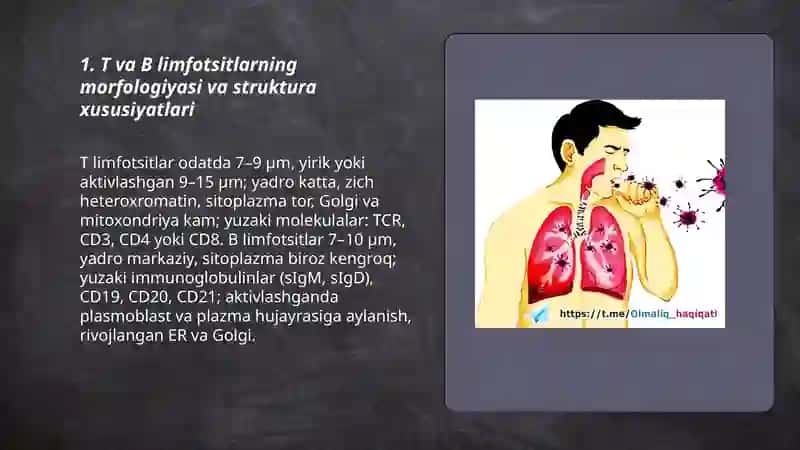 T va В limfotsitlar. Ularning subpopulyatsiyasi. Immun sistemaga baho berish usullari va ularning praktik ahamiyati 3