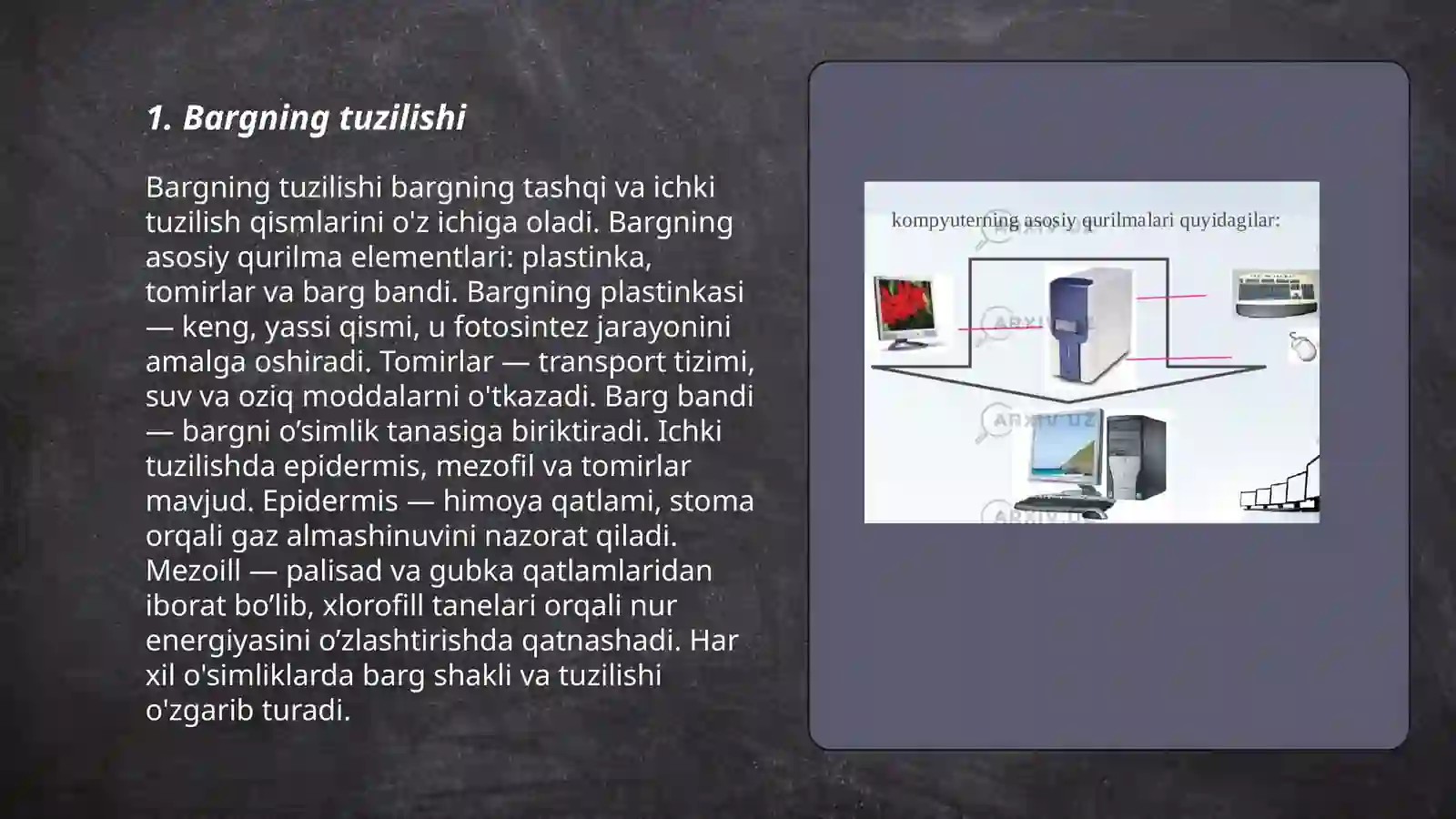 Barg va uning vazifalari 3
