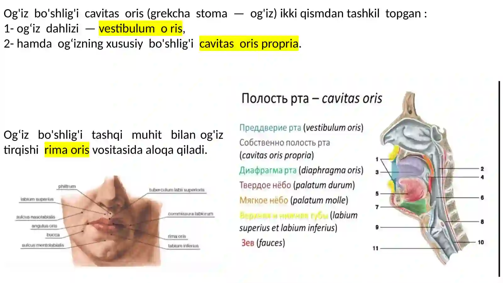 Og‘izbo‘sғlig’i 3