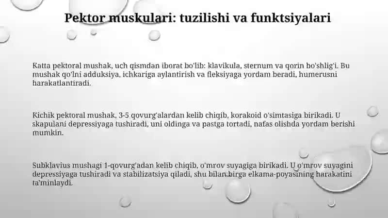 Ko'krak muskullari.yuzaki va chuqur. Diafragma 3