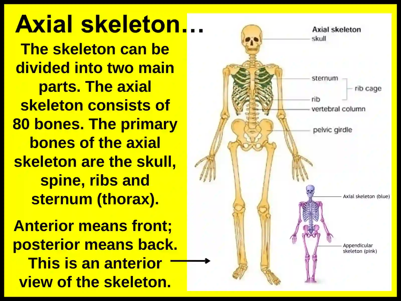 Skeletal system 3