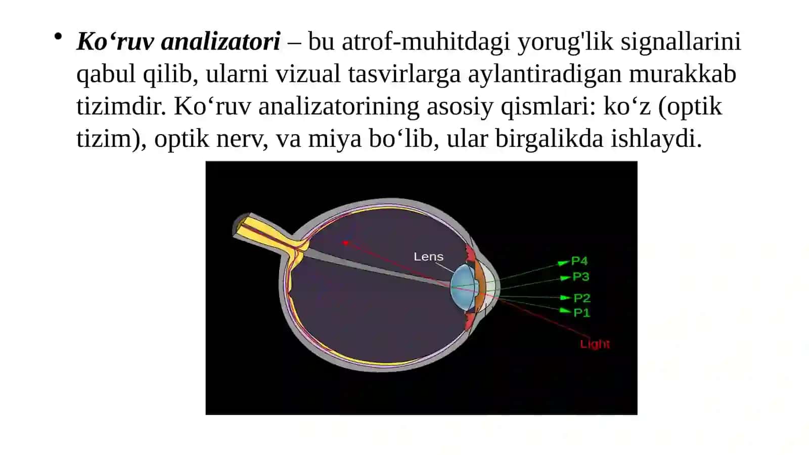 KO’RUV ANALIZATORI.KO’ZNING OPTIK VA RETSEPTOR TIZIMI 3