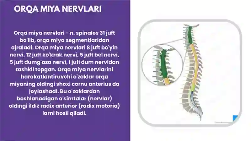 ORQA MIYA NERVLARI 3