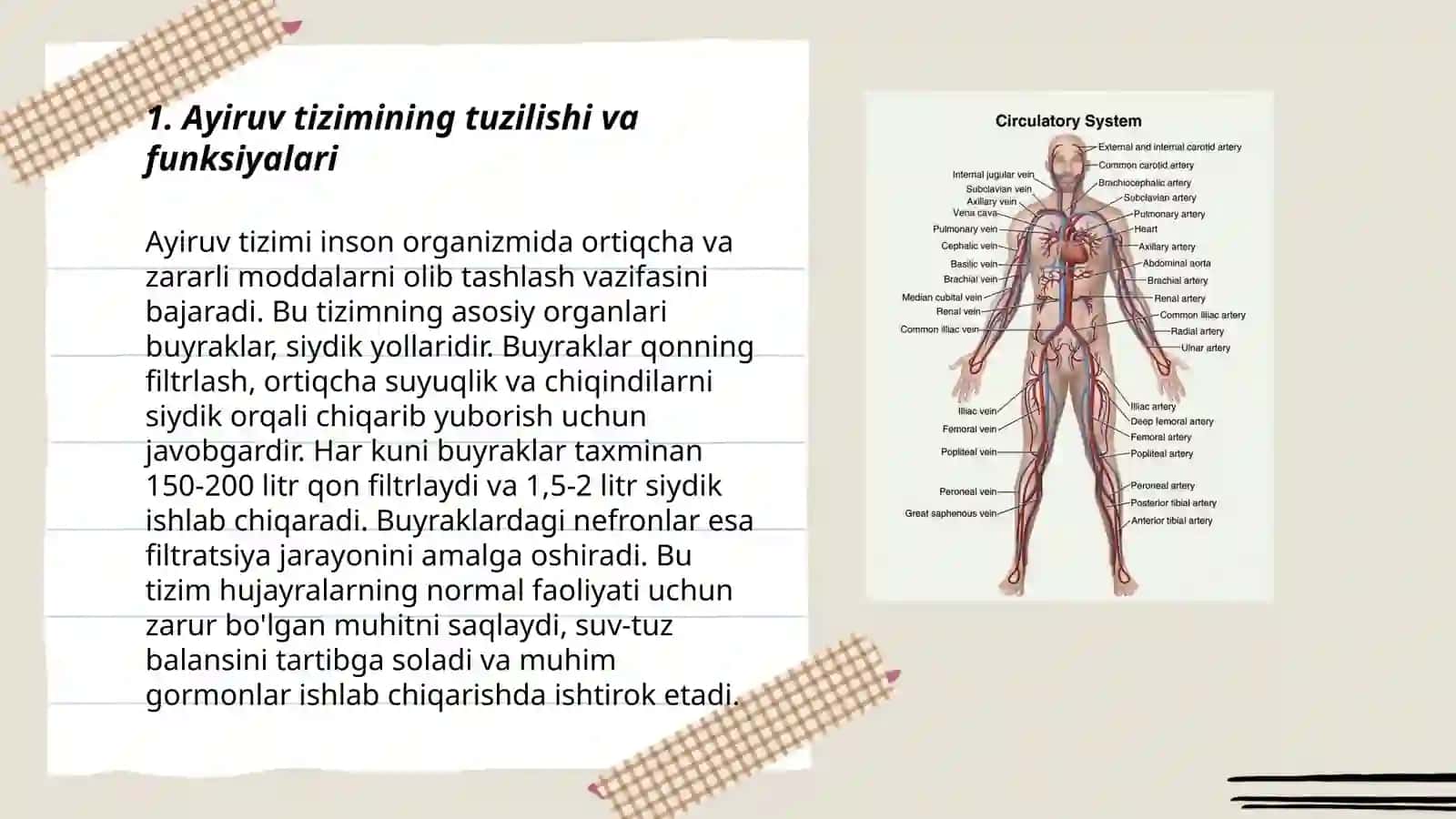 Ayiruv tizimining yoshga oid fiziologiyasi va gigiyenasi 3