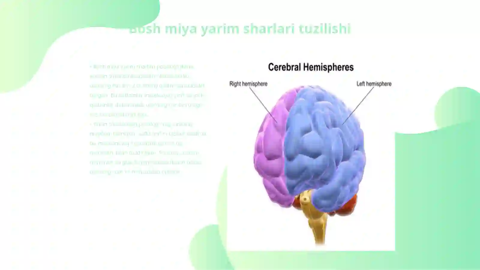 Bosh miya yarim sharlari poʻstlogʻi fiziologiyasi 3