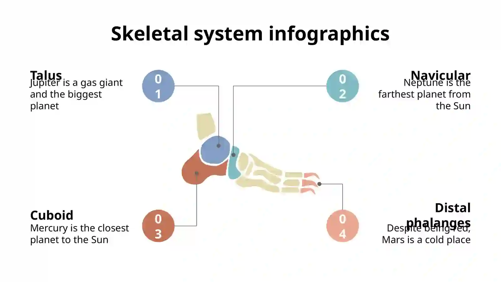 Skeletal System Infographics 3
