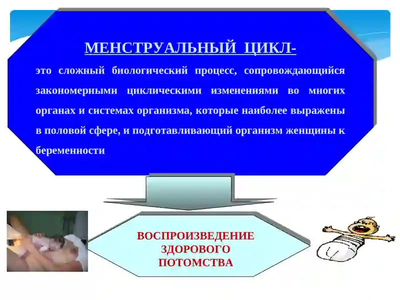 Менструальный цикл 3