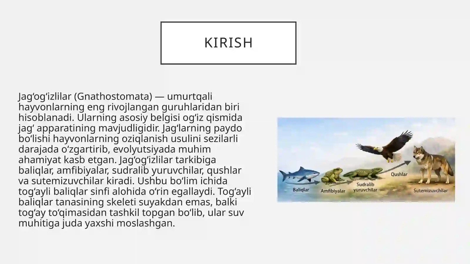 Jag og'izlilar bo'limining morfobiologik ta'rifi. Tog'ayli baliqlar sinfi 3