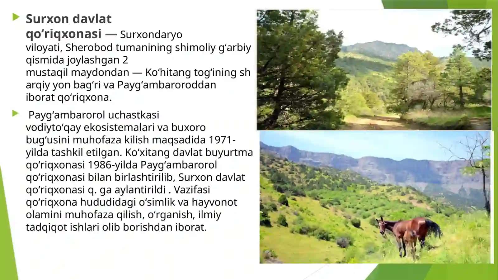 SURXON DAVLAT QO’RIQXONALARIDA KENG TARQALGAN DORIVOR O’SIMLIKLAR 3
