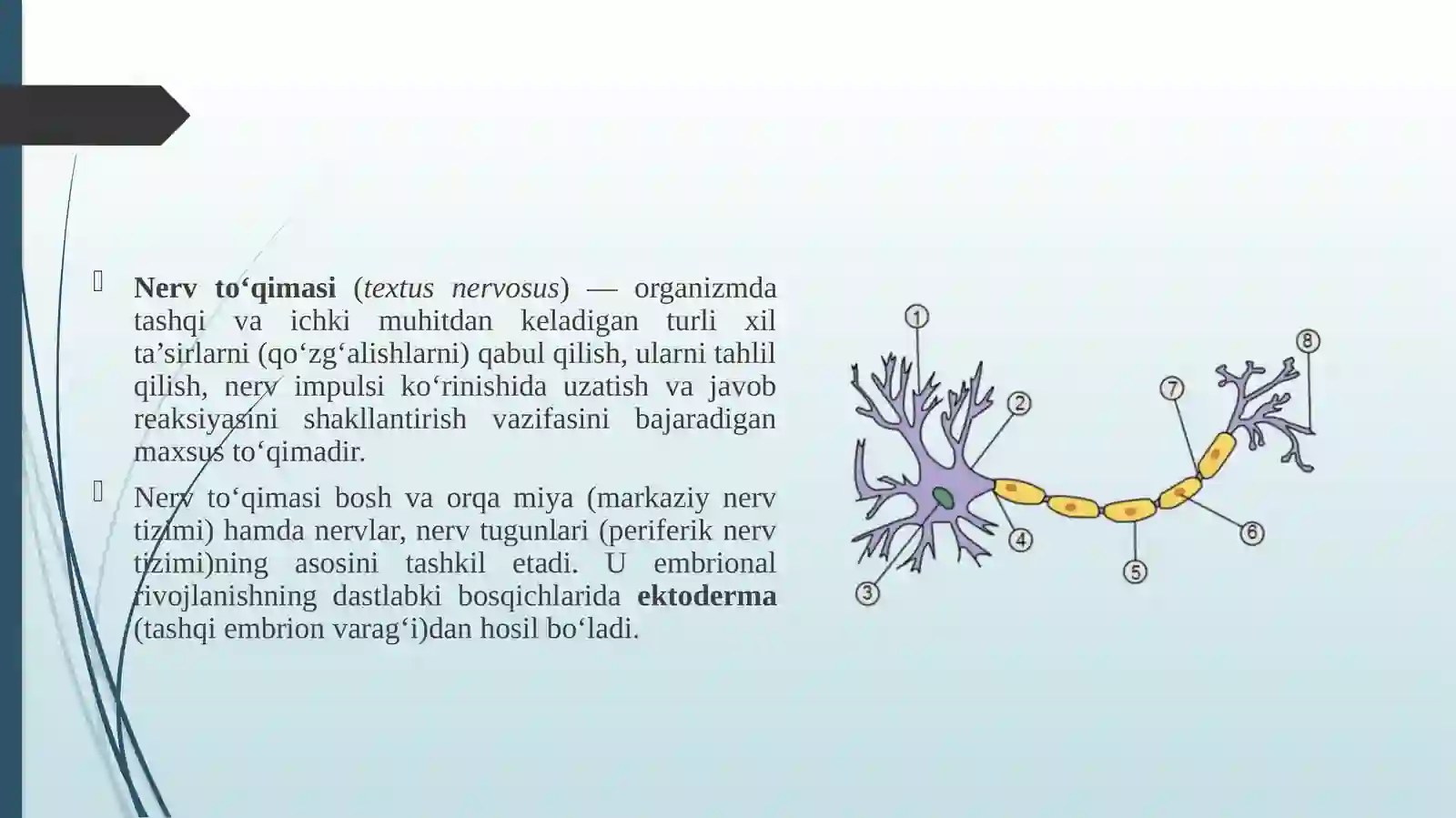Nerv to'qimasi 3