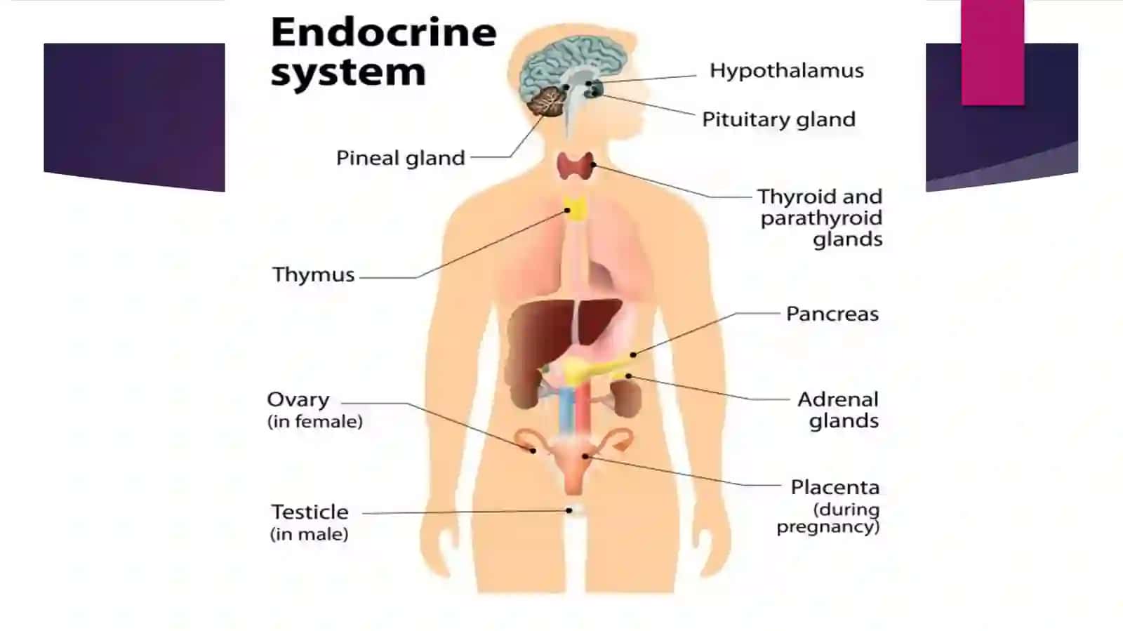 Endokrin tizimi. Gipofizning tuzilishi. Adeno- va neyrogipofiz gormonlarining biologik ta’siri. Qayt 3