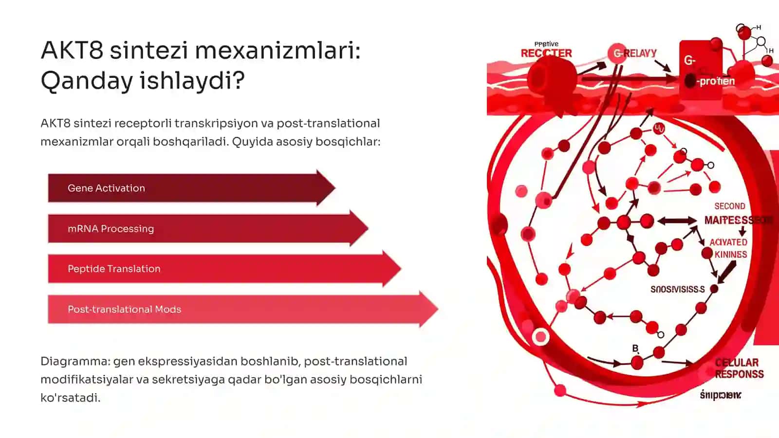 Adrenokortikotrop (AKT8) sintezi ta'siri: Keng qamrovli tahlil 3