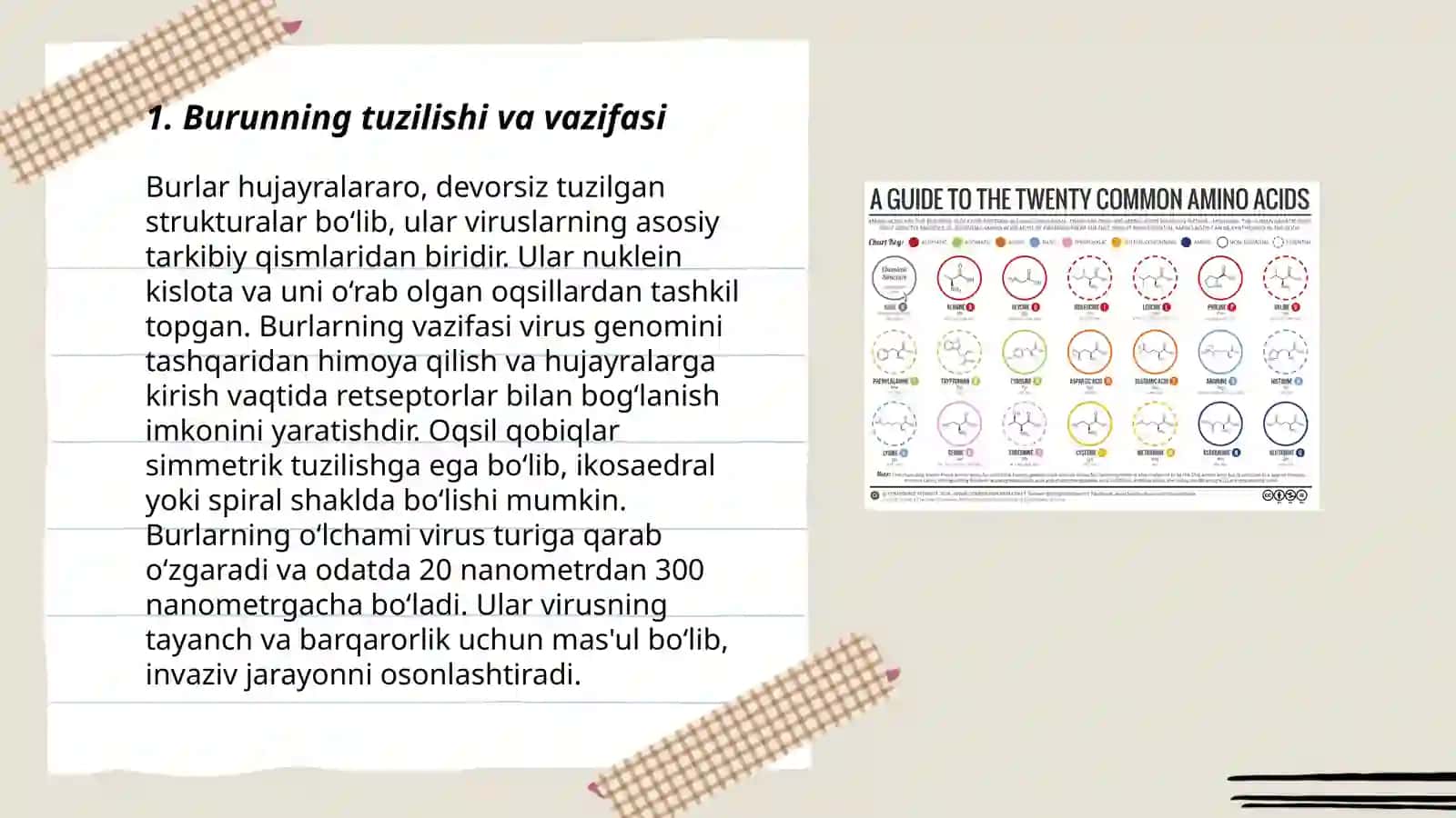Ayirish tizimiga kiruvchi aʼzolarining tuzilishi fiziologiyasi 3