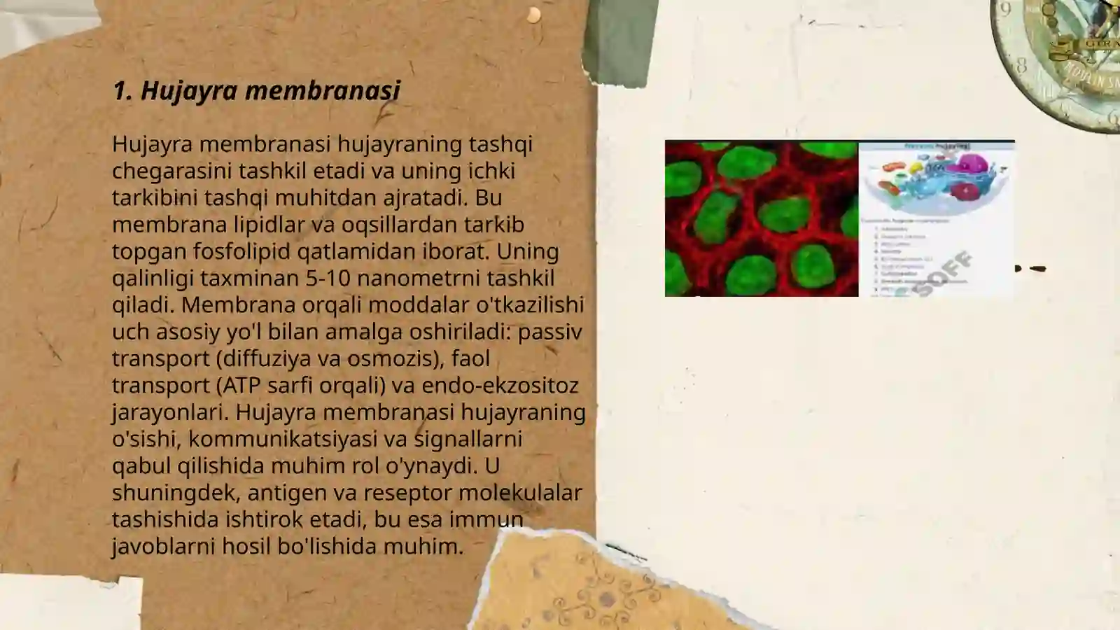 Hujayra Membranasi 3