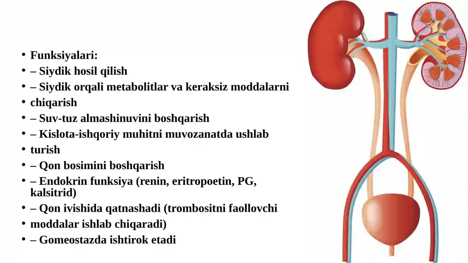 Siydik ayiruv yoʻllari va uning gistalogik koʻrinishi. 3