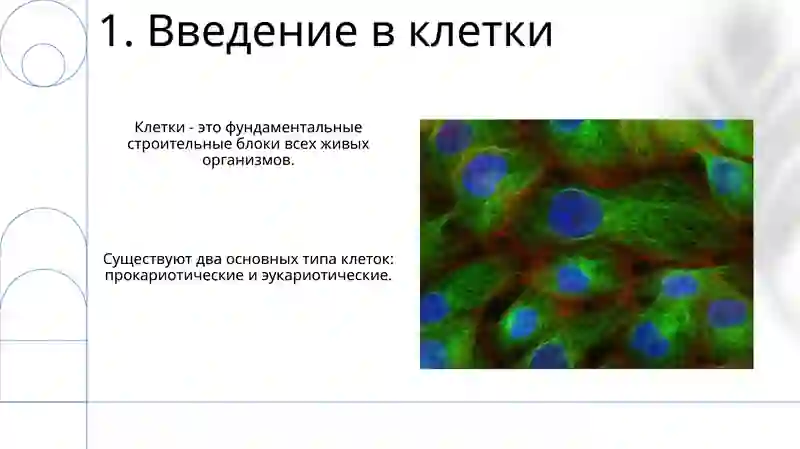 Клетка 3