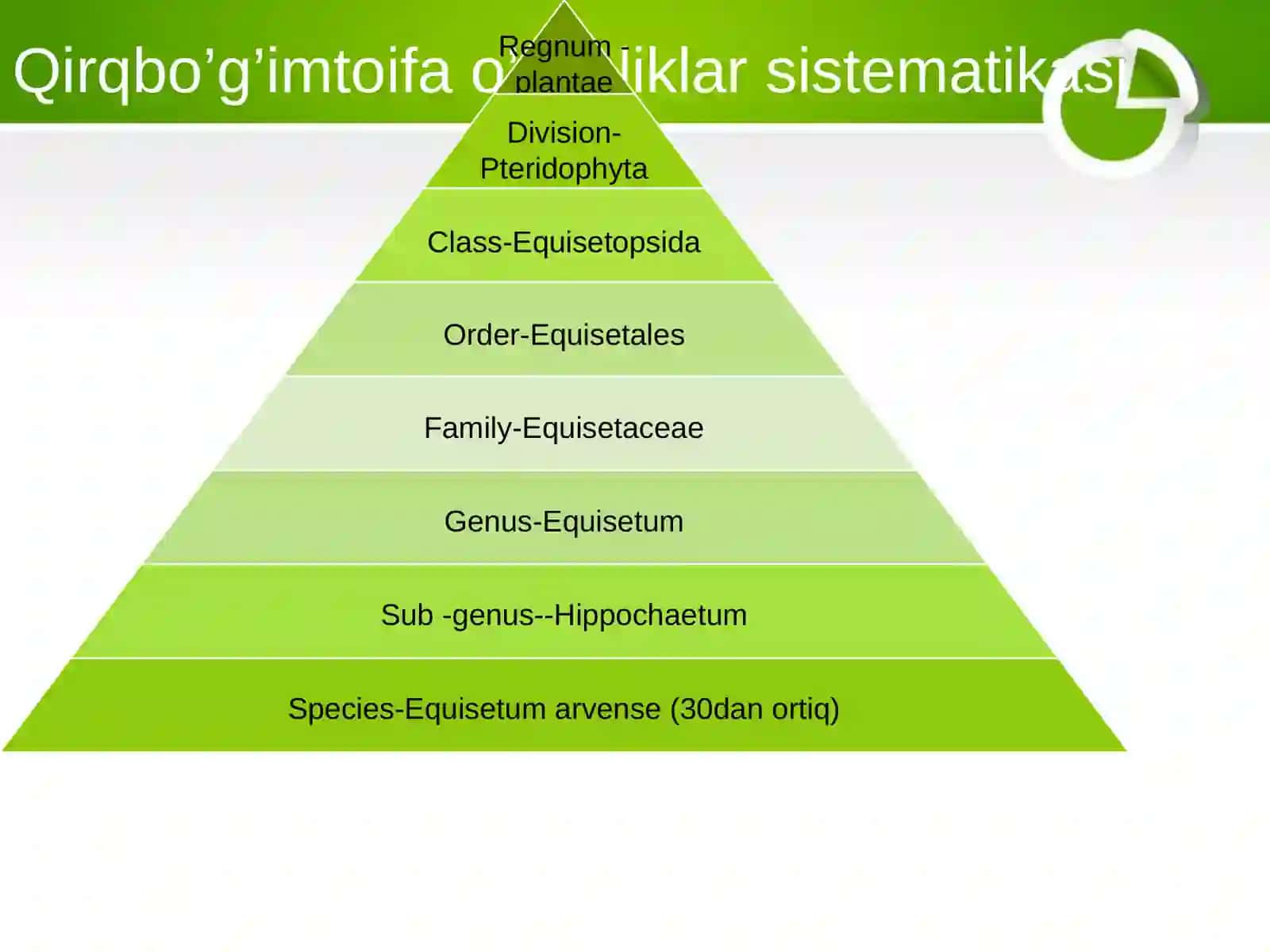 Qirqbo’g’imtoifa o’simliklar bo’limi-Equisetophyta 3