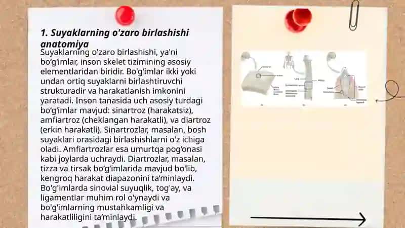 Suyaklarning oʻzaro birlashishi sindesmologiya harakatchan va harakatsiz birikishlar 3