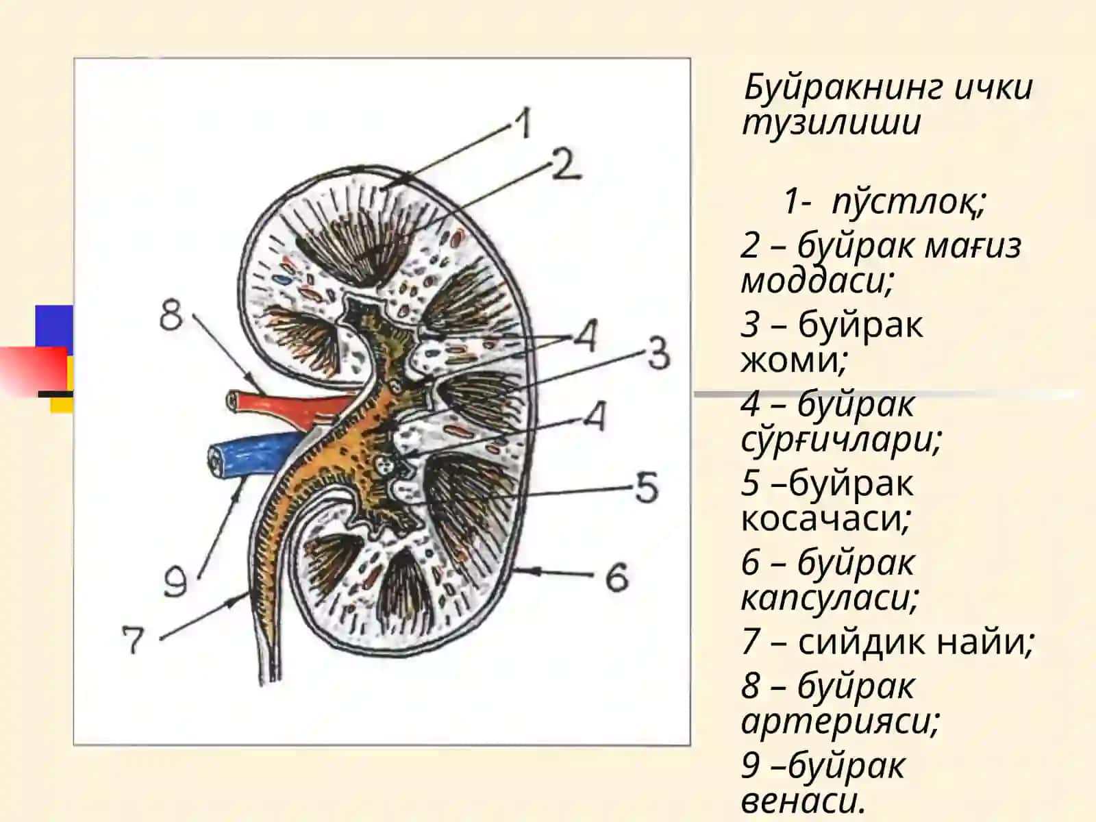 МАЪРУЗА№ 13БУЙРАК КАСАЛЛИКЛАРИ БИЛАН КАСАЛЛАНГАН БЕМОРЛАРНИ ТЕКШИРИШ 3