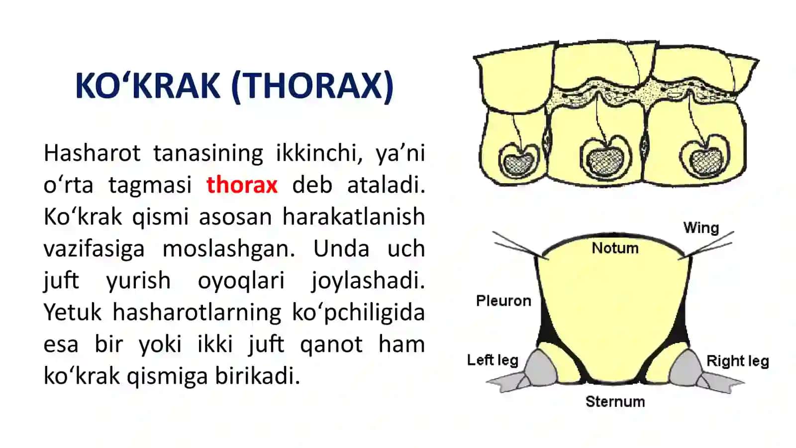HASHOROTLARNING KO’KRAK QISMI BILAN TANISHISH 3