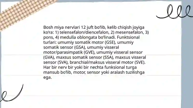 Bosh miya nervlari 3