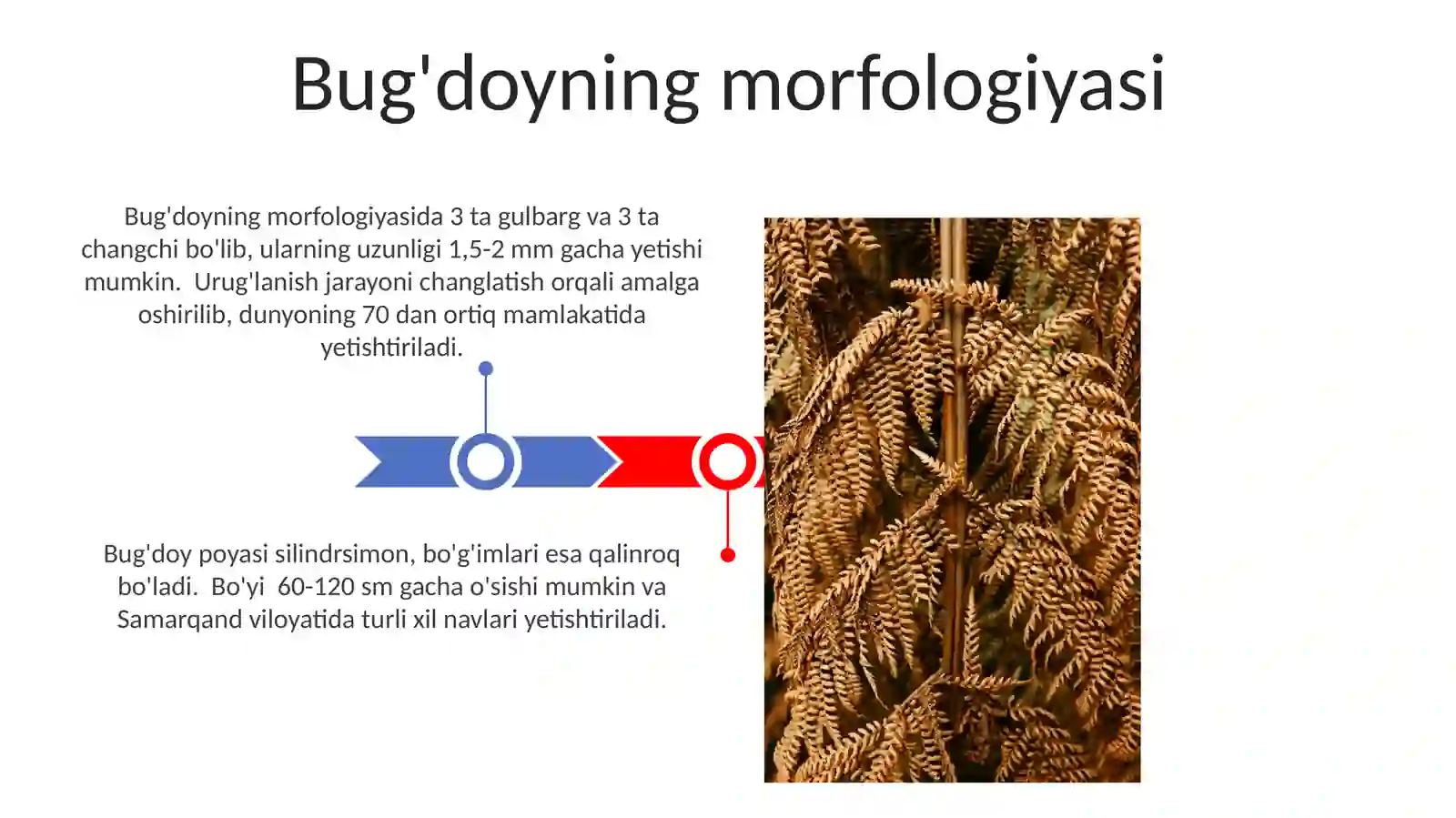 Bug‘doy turlari. Arpa sistematikasi, morfologiyasi. Suli va javdar sistematikasi, morfologiyasi 3