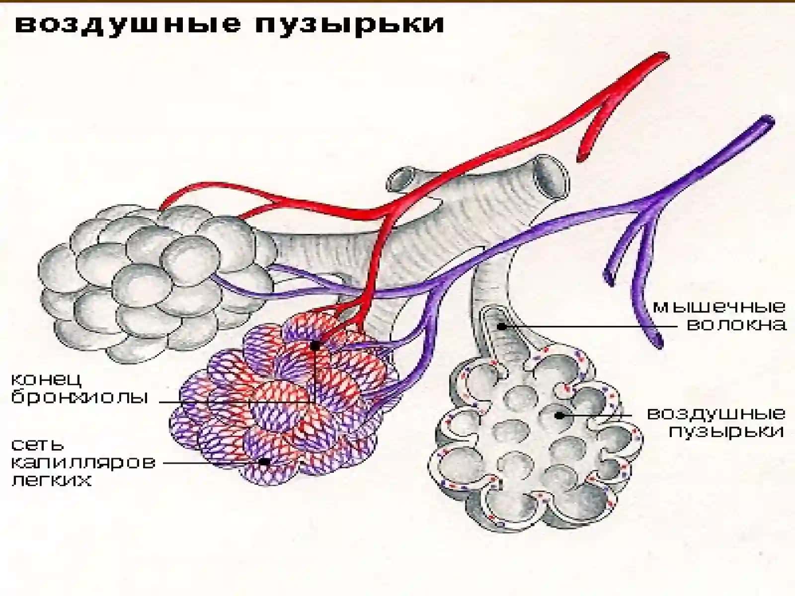 Нафас тизими патофизиологияси 3