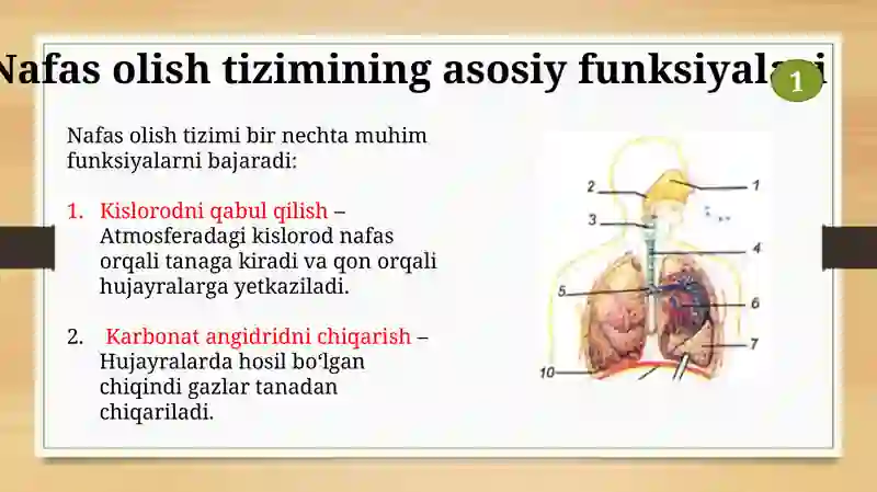 Nafas olish tizimi 3