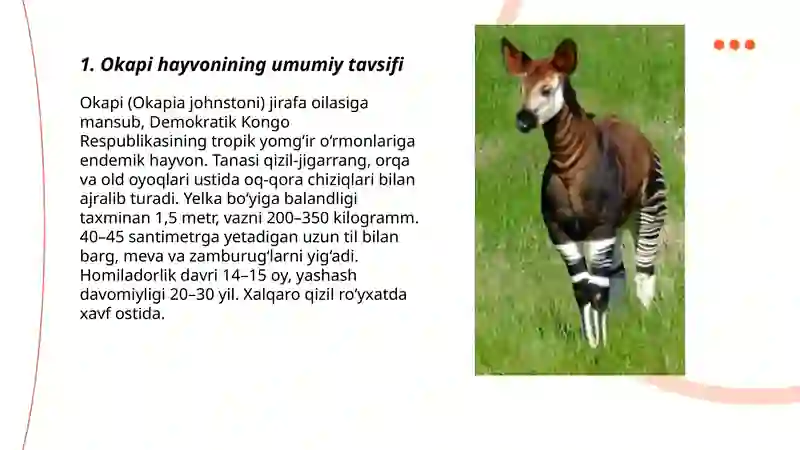 Okapi hayvoni 3