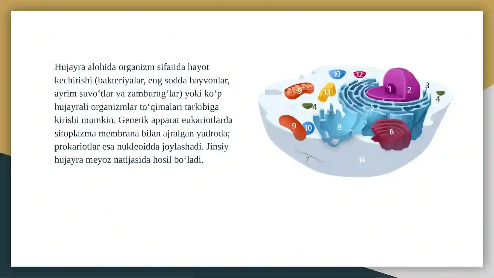 Hujayra (cellula) 3