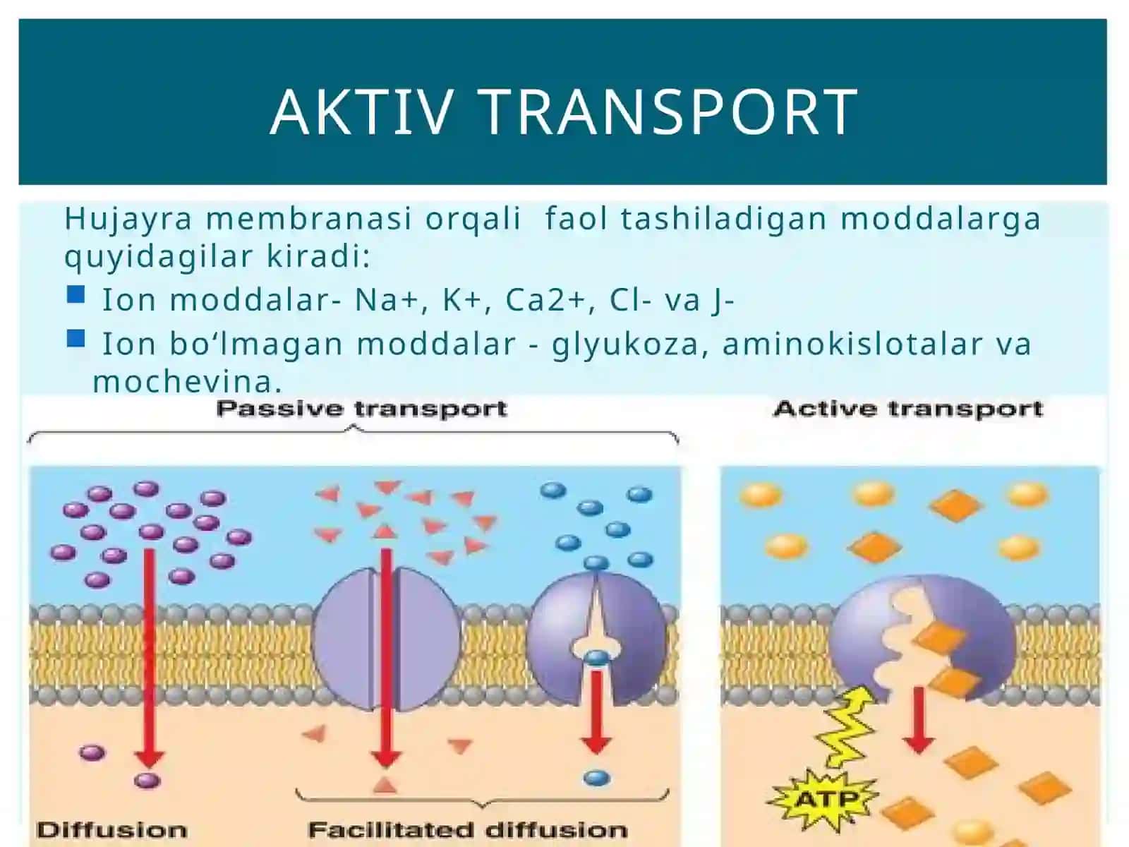 Aktivtransport-moddalargradienti 3