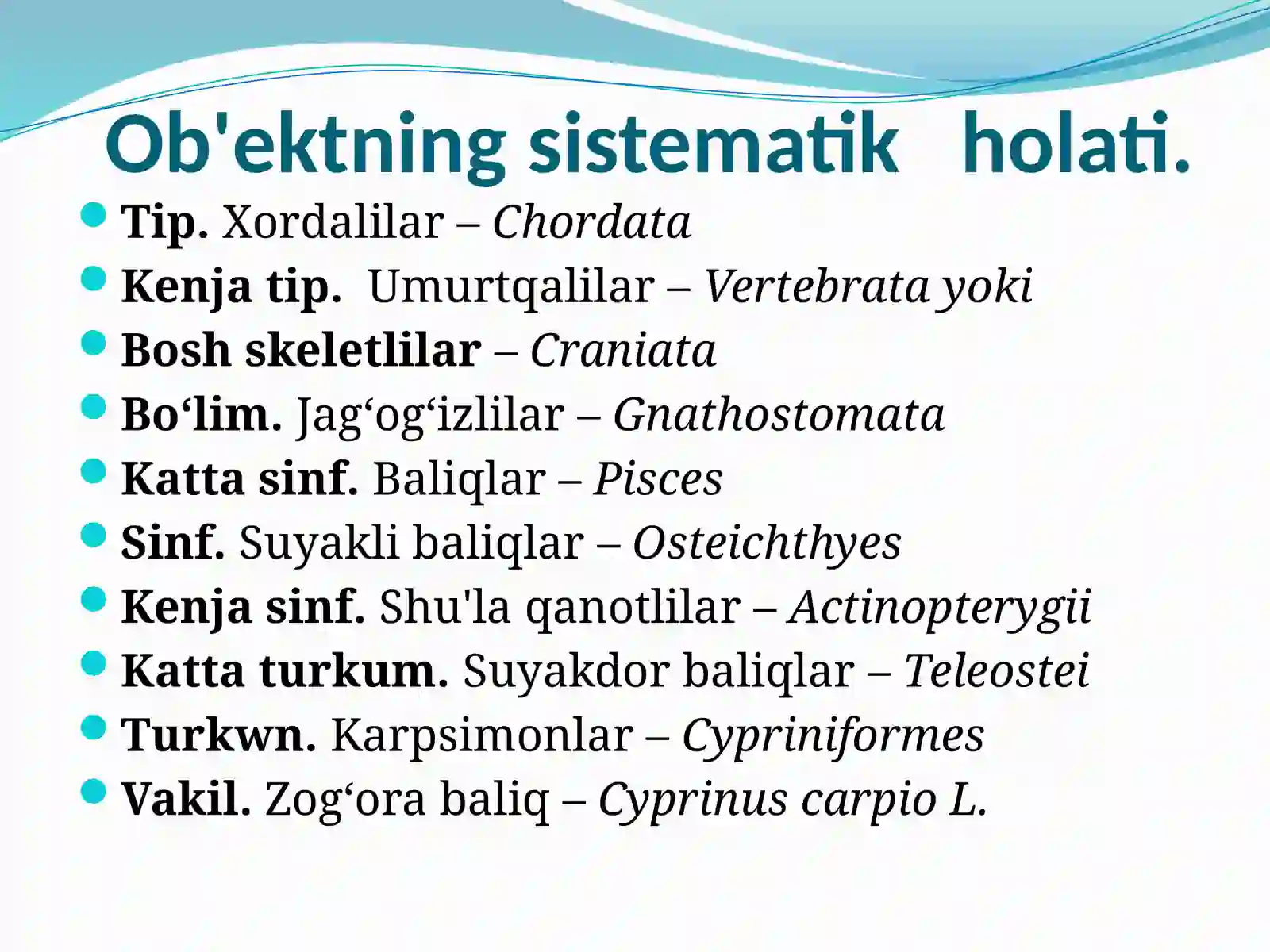 Osteichthyes 3