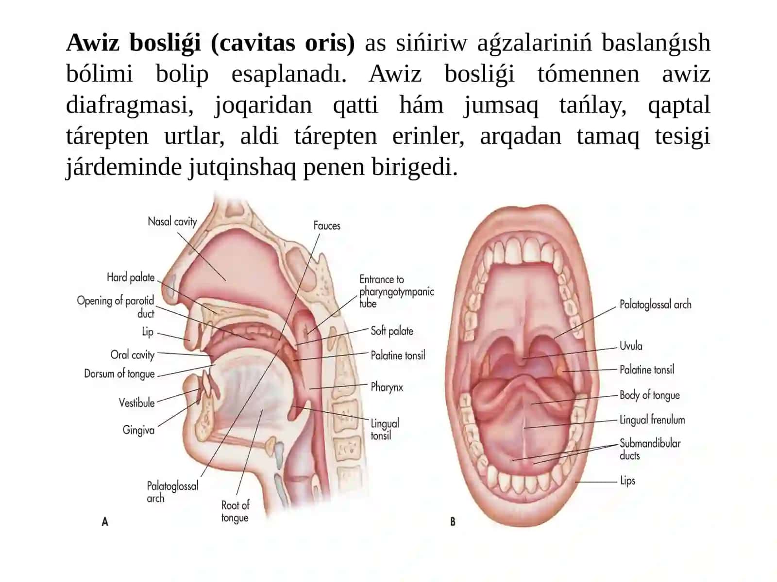 AS SIŃIRIW SISTEMASI 3