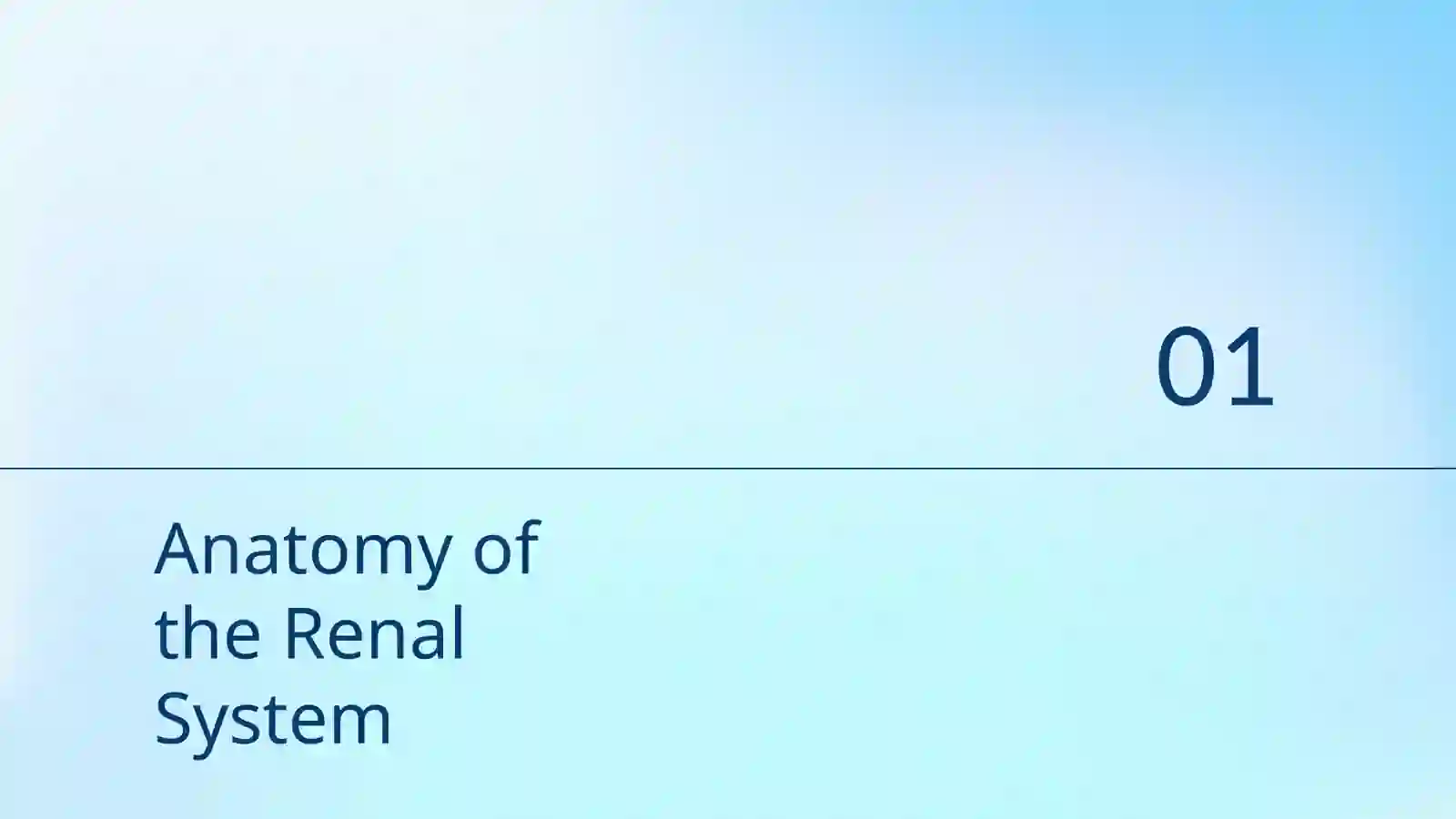 Renal System 3