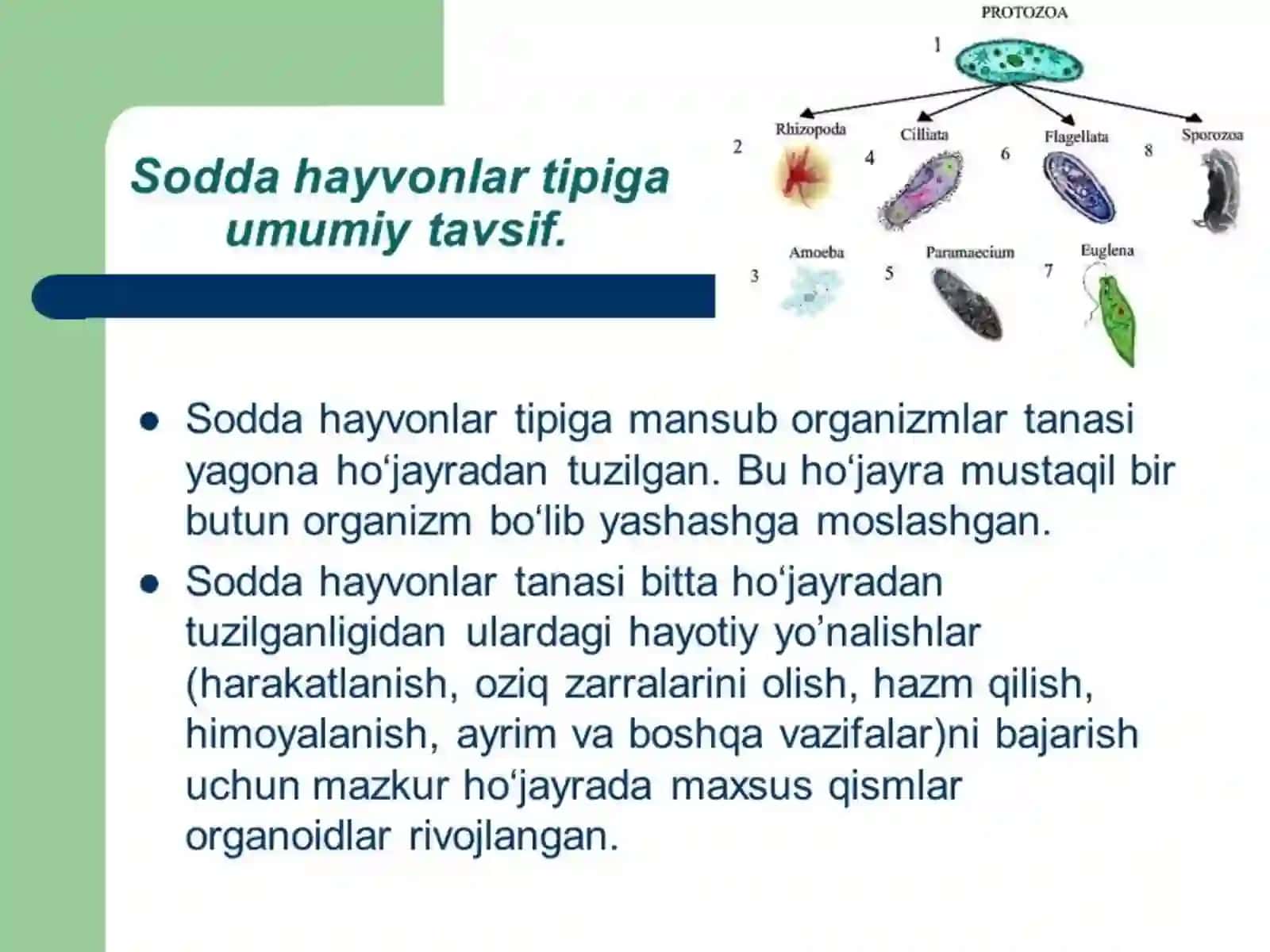 Parazit sodda hayvonlar 3