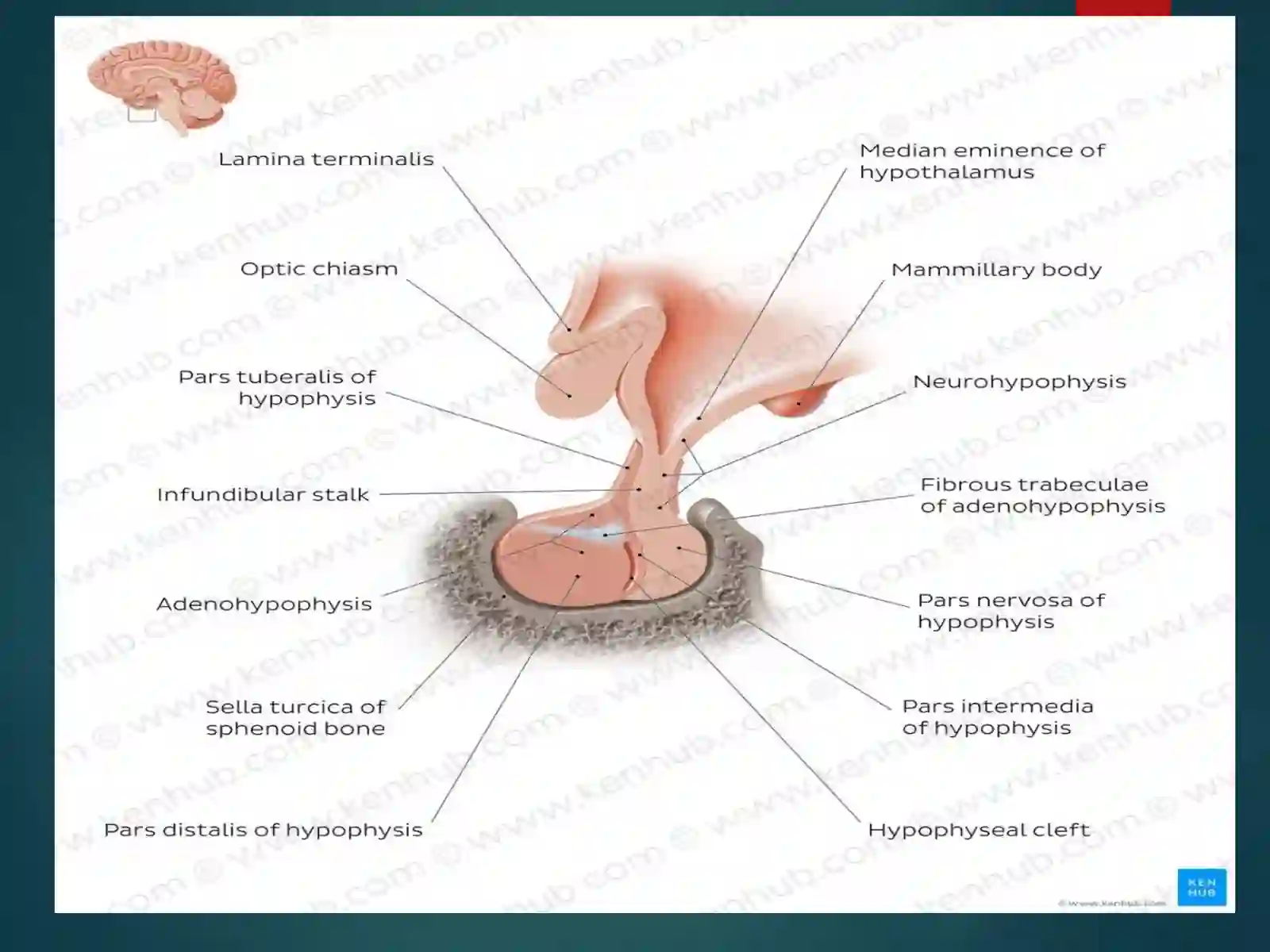 Hypotalamus 3