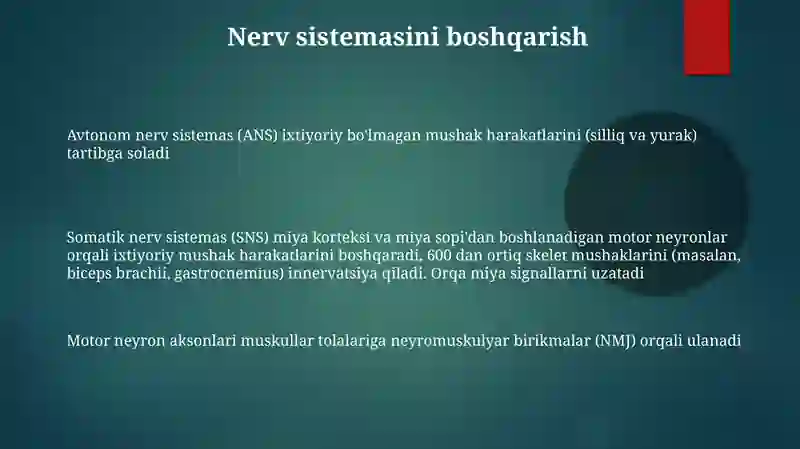 Muskultizimi 3