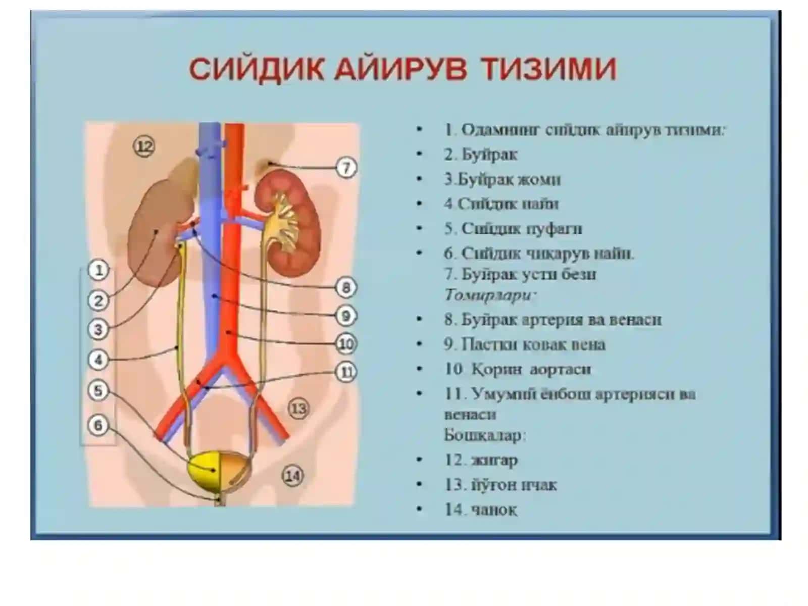 Сийдик айирув системаси 3